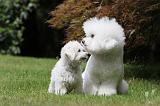 BICHON FRISE 515